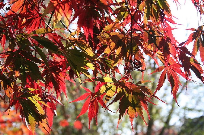 Acer palmatum 'Burgundy Lace' Japanse Esdoorn