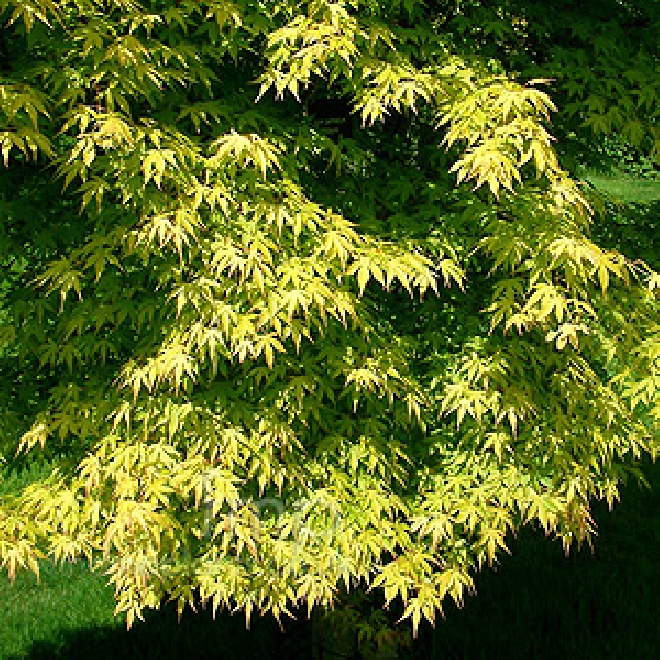 Acer palmatum 'Katsura' Japanse Esdoorn