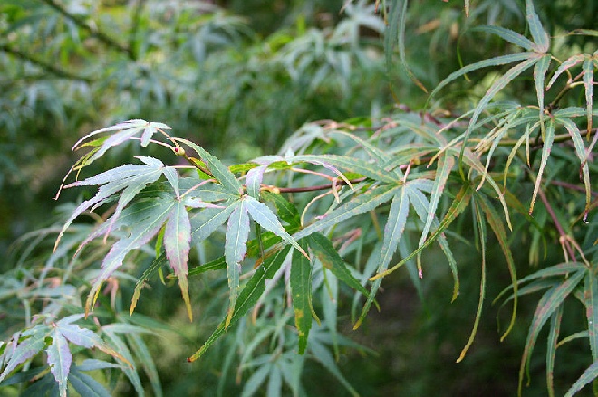 Acer palmatum 'Linearilobum' Japanse Dwergesdoorn