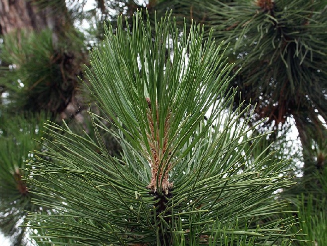 Pinus nigra subsp. nigra Oostenrijkse Den, Zwarte Den