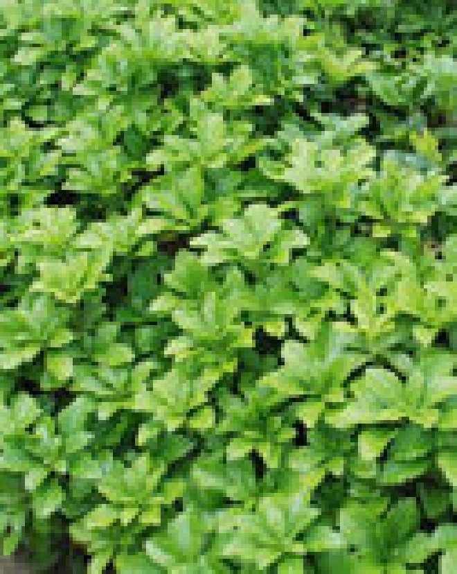 Pachysandra terminalis 'Green Carpet' Evergreen, Schaduwkruid