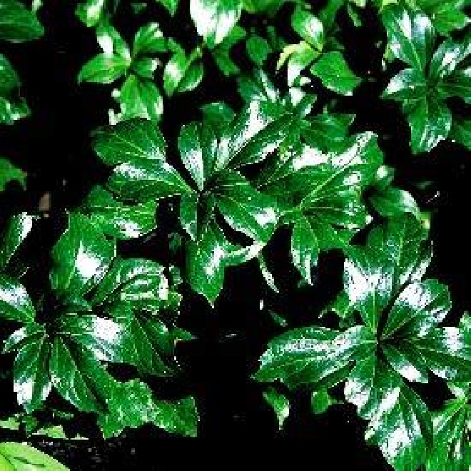 Pachysandra terminalis 'Green Sheen' Evergreen, Schaduwkruid