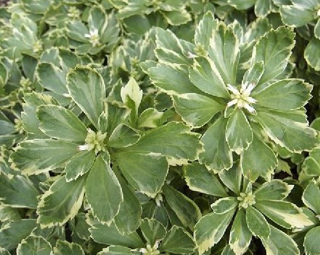 Pachysandra terminalis 'Variegata' Evergreen, Schaduwkruid