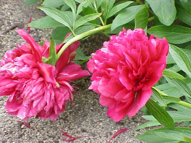 Paeonia officinalis 'Rubra Plena' Pioenroos, Boerenpioen