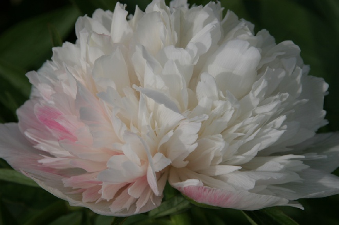 Paeonia officinalis 'Alba Plena' Pioenroos, Boerenpioen