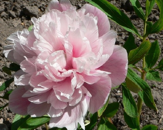 Paeonia officinalis 'Rosea Plena' Pioenroos, Boerenpioen