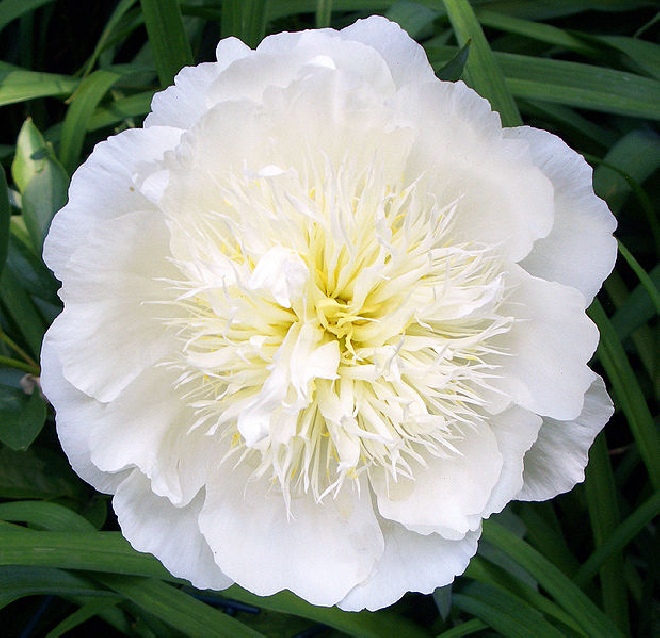 Paeonia 'Duchesse de Nemours'  Pioenroos