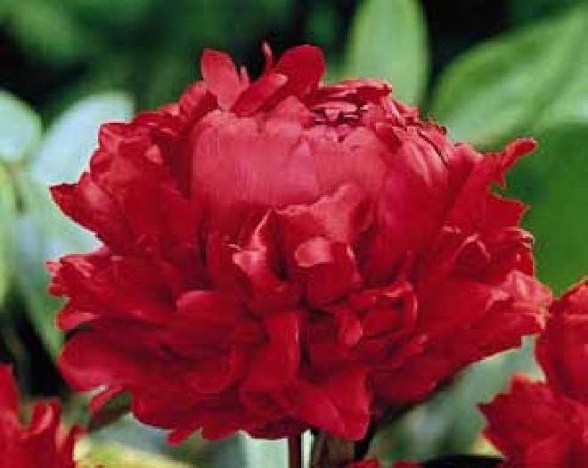 Paeonia 'Karl Rosenfield' (Lactiflora groep) dubbelbloemig Pioenroos