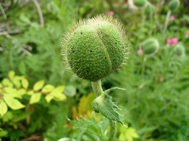 Papaver orientale 'Helen Elizabeth' Papaver, Klaproos