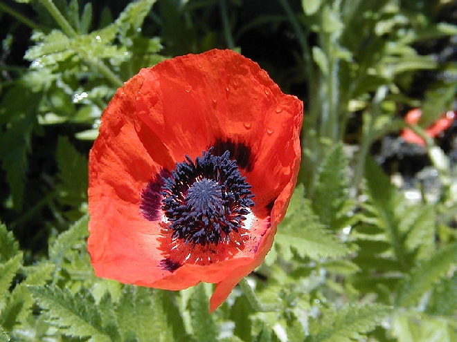 Papaver orientale 'Marcus Perry' Papaver, klaproos