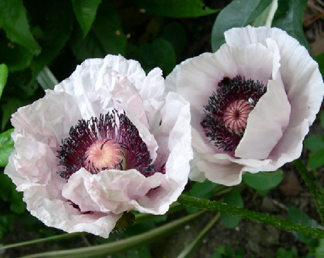 Papaver orientale 'Perry's White' Oosterse klaproos