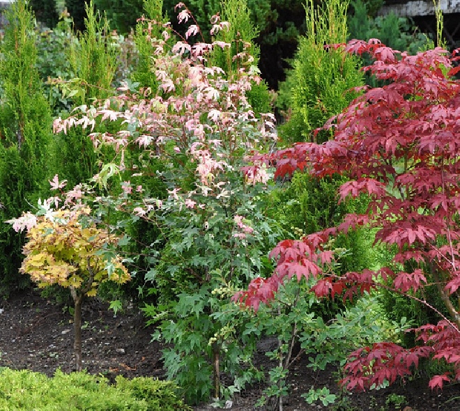 Acer palmatum 'Oridono-nishiki' Japanse Esdoorn