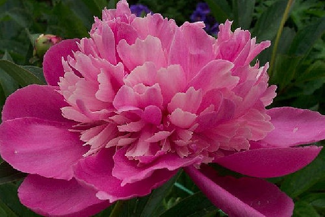 Paeonia 'Edulis Superba' Pioenroos