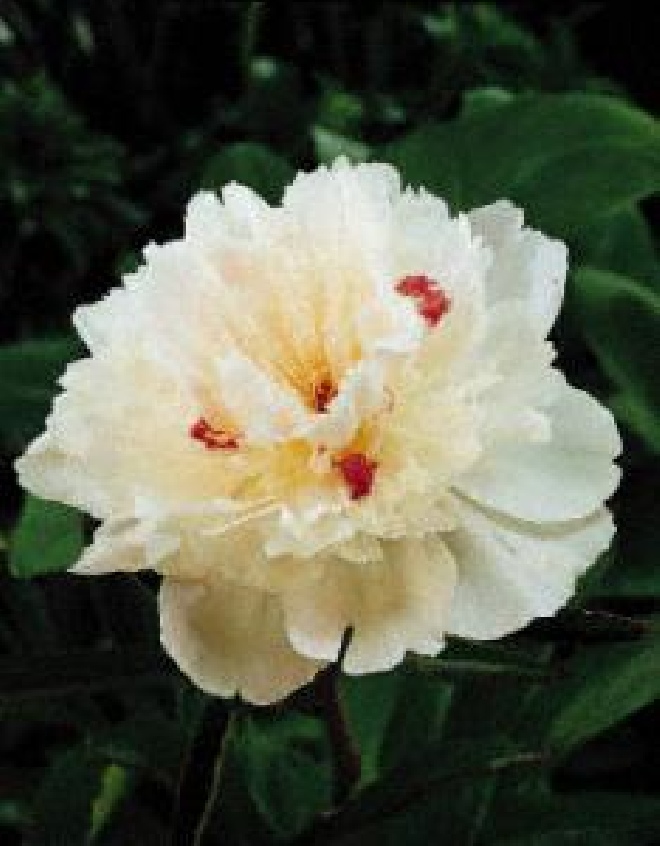 Paeonia 'Festiva Maxima' Pioenroos