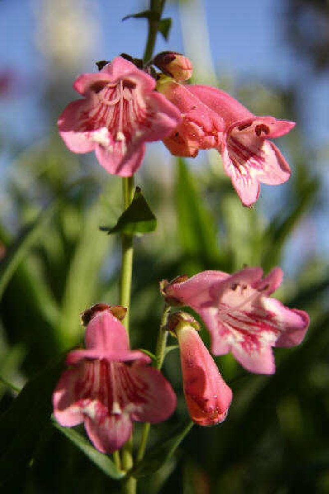 Penstemon 'Hidcote Pink' Schildpadbloem