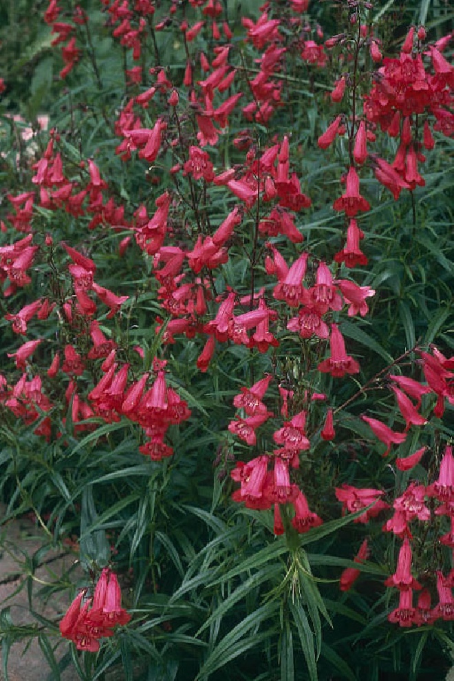 Penstemon 'Schoenholzeri' (syn. P. 'Paul Schonholzer') Schildpadbloem