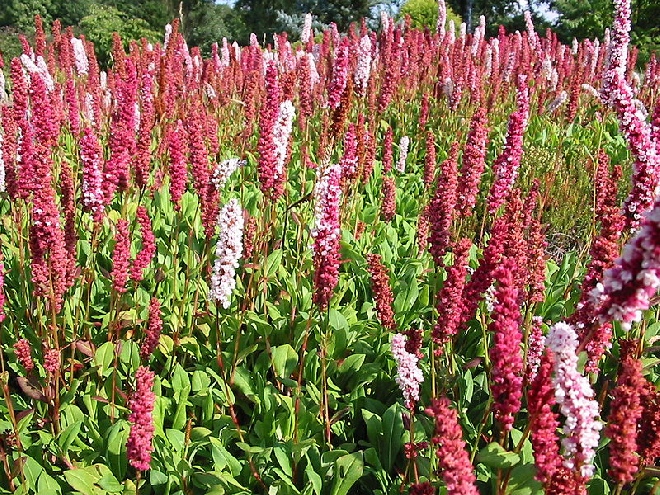 Persicaria affinis (syn. Polygonum affine) Duizendknoop