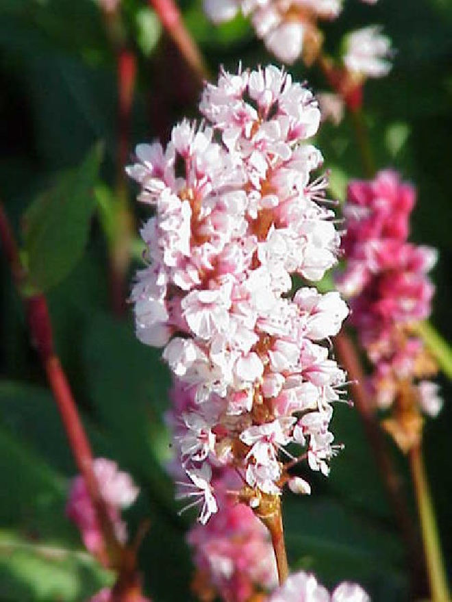 Persicaria affinis 'Donald Lowndes' Duizendknoop