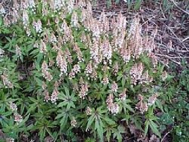 Tiarella 'Ninja' Schuimbloem