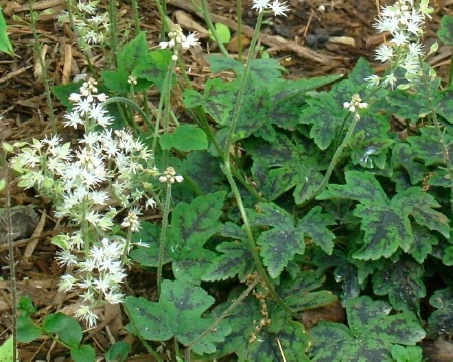 Tiarella cordifolia 'Oakleaf' Schuimbloem, Perzische Muts.