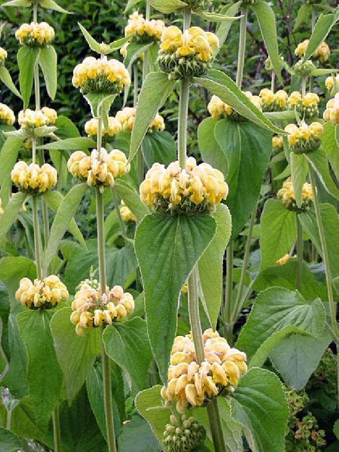 Phlomis russeliana (syn. P. samia HORT, P. viscosa HORT) 