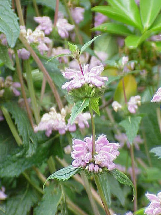Phlomis tuberosa 'Amazone' 