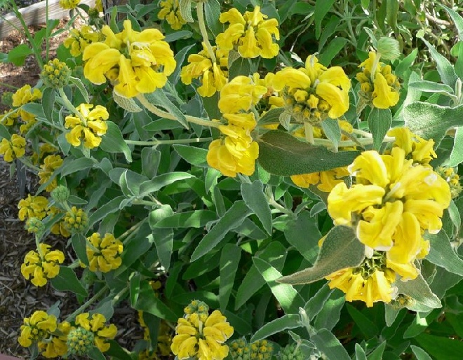 Phlomis fruticosa Brandkruid