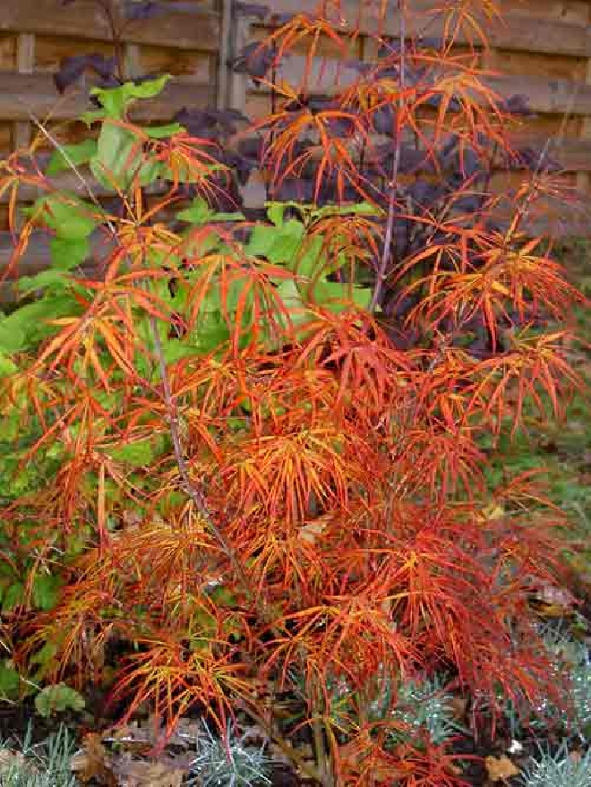 Acer palmatum 'Red Pygmy' Japanse Esdoorn