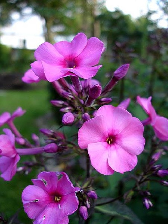 Phlox 'Amethyst' Vlambloem