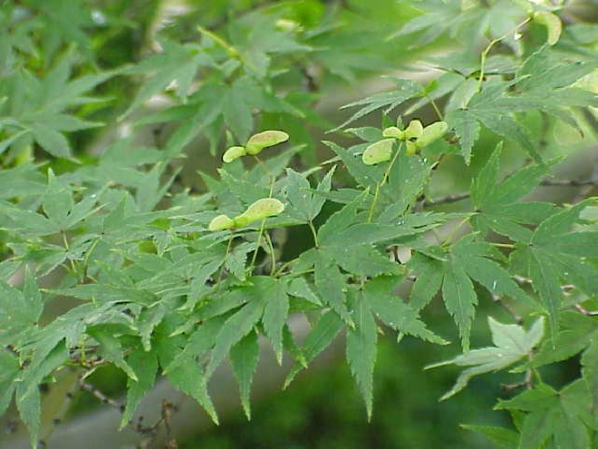 Acer palmatum 'Rufescens' Japanse Esdoorn