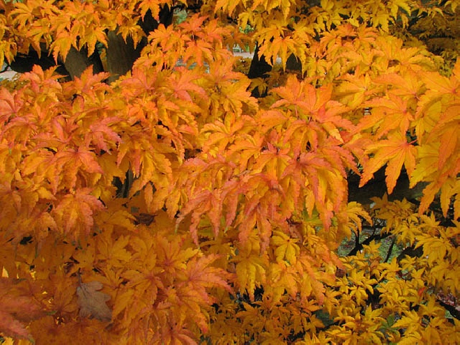 Acer palmatum 'Shishigashira' Japanse Esdoorn