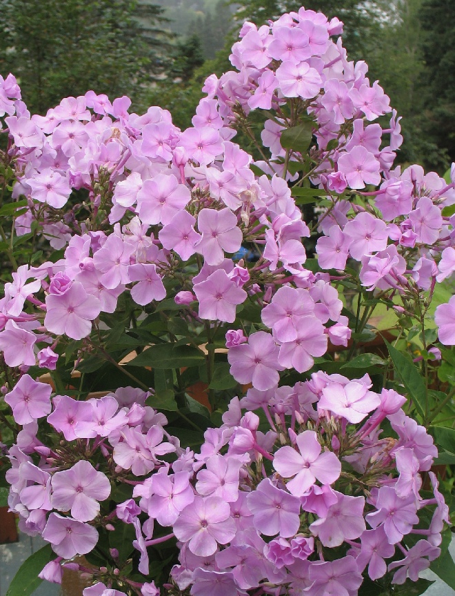 Phlox 'Border Gem'  Vlambloem