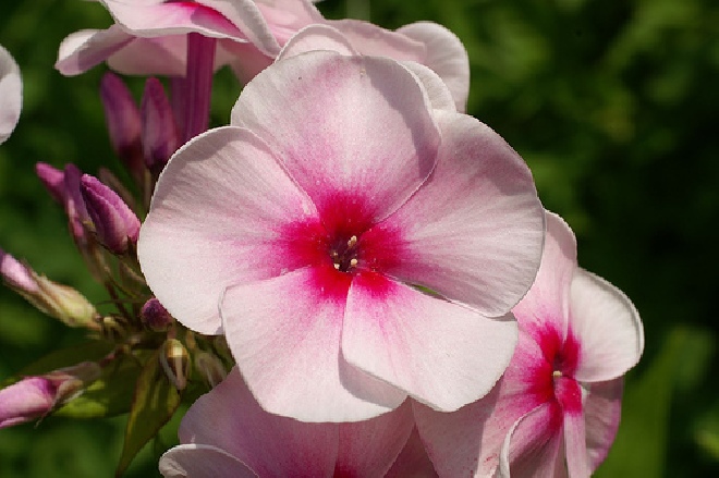 Phlox 'Bright Eyes'  Vlambloem