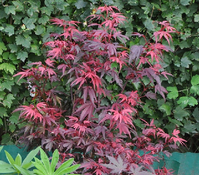 Acer palmatum 'Trompenburg' Japanse Esdoorn