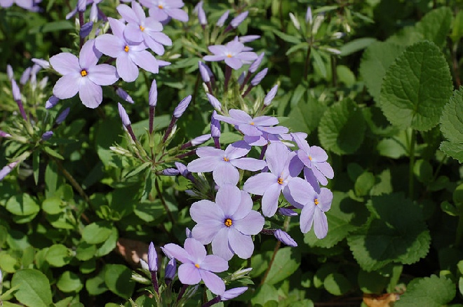 Phlox stolonifera 'Blue Ridge' Vlambloem