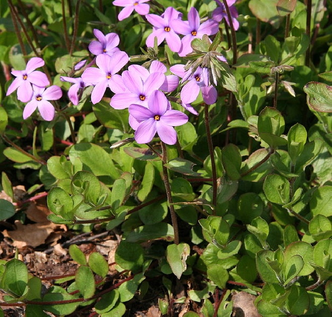 Phlox stolonifera 'Home Fires' Vlambloem