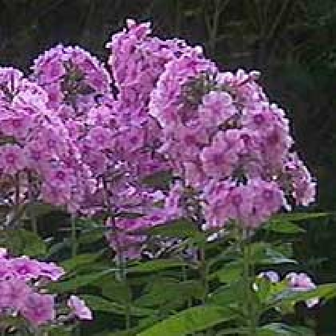 Phlox 'Düsterlohe'  Vlambloem