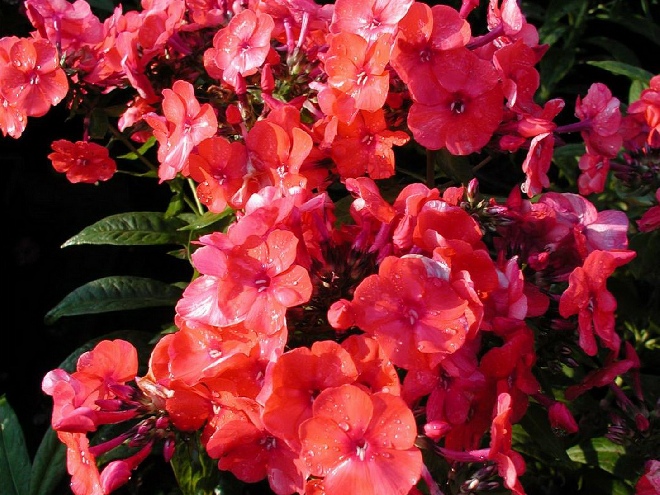 Phlox 'Orange Perfection'  Vlambloem