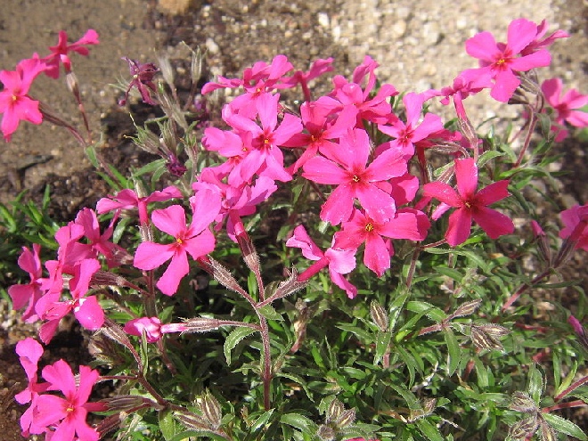 Phlox 'Moerheimii' (Subulata-groep) Vlambloem