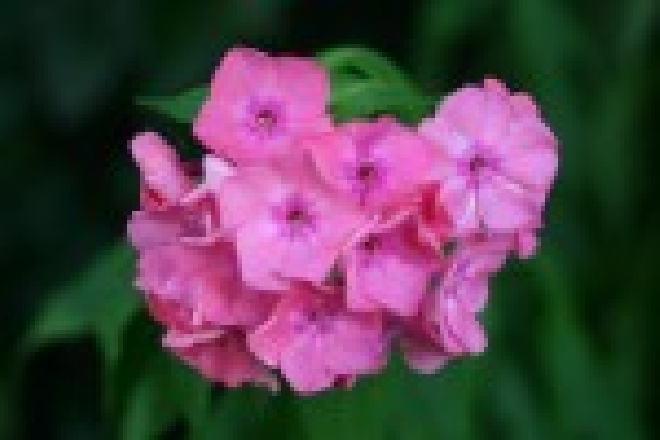 Phlox 'Rijnstroom' (Paniculata-groep) Vlambloem