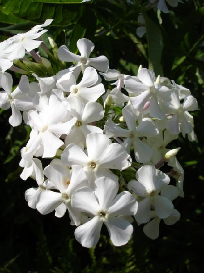 Phlox 'Rembrandt' Vlambloem