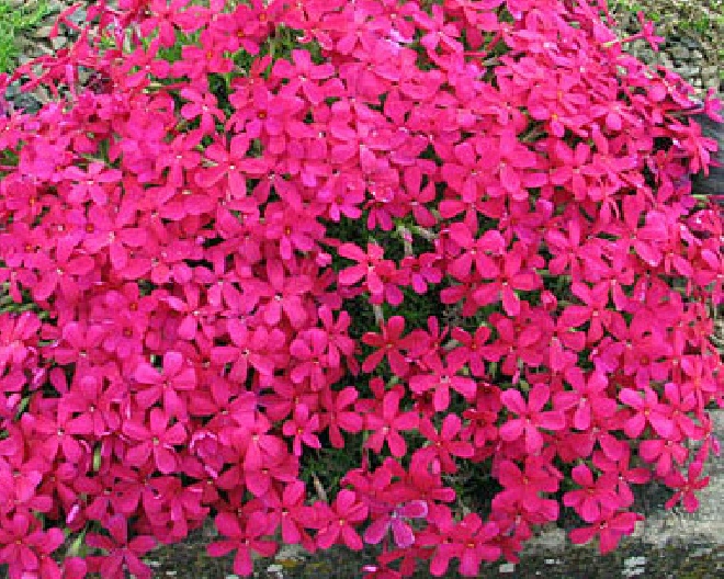 Phlox 'Atropurpurea' (Subulata-groep) Vlambloem