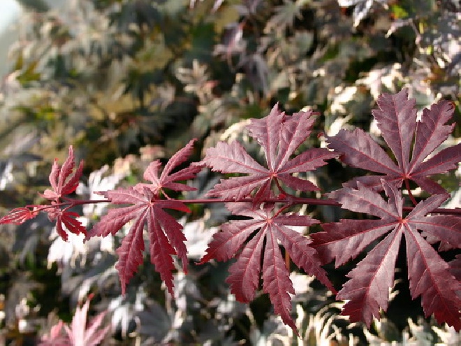 Acer 'Yasemin'  Japanse Esdoorn