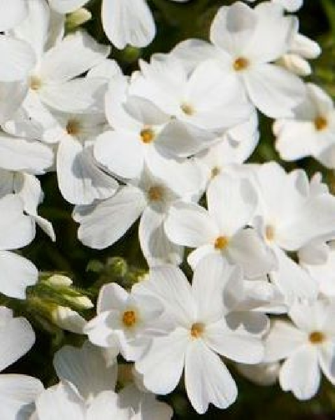 Phlox 'Maischnee' (Subulata-groep) Vlambloem