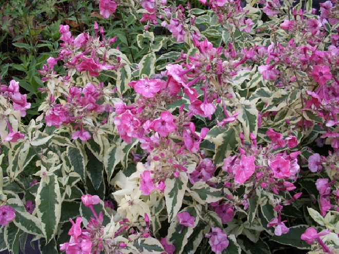 Phlox procumbens 'Variegata' Vlambloem