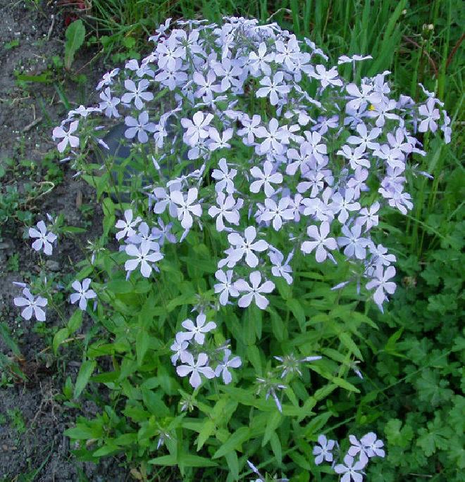 Phlox divaricata Vlambloem