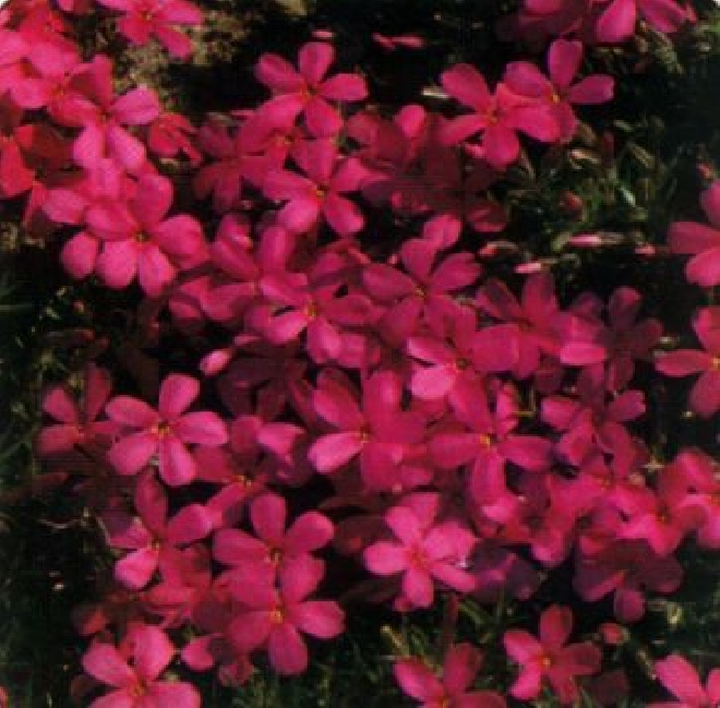 Phlox 'Crackerjack' (Douglasii-groep) Vlambloem