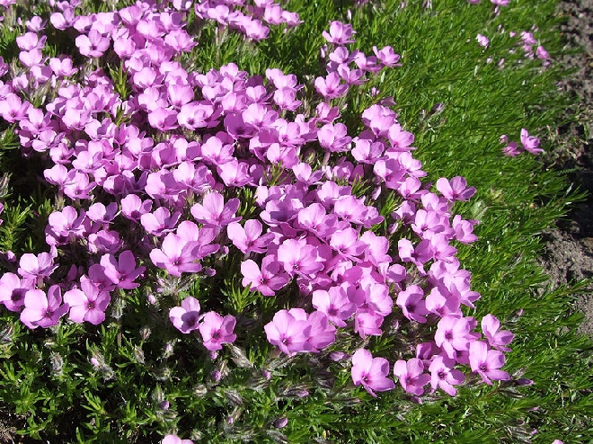 Phlox 'MacDaniel's Cushion' (Subulata-groep) Vlambloem