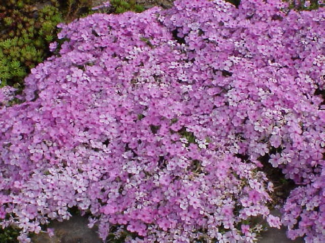 Phlox 'Lilac Cloud' (Douglasii-groep) Vlambloem