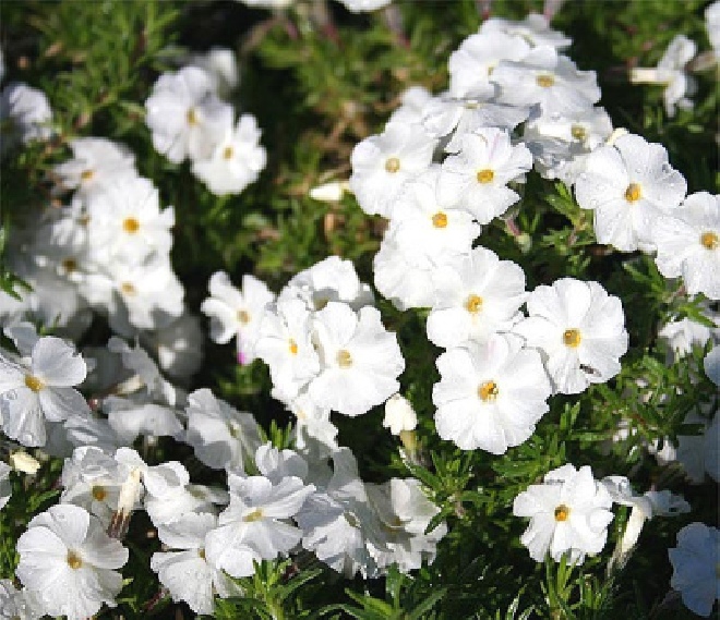 Phlox 'White Admiral'  Vlambloem